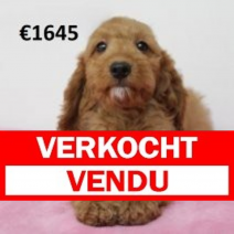 X cockapoo F 060125 (BE9680) 080525.verkocht.png