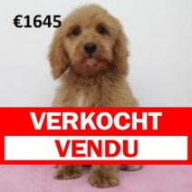 X cockapoo F 060125 (BE9684) 080525.verkocht.png