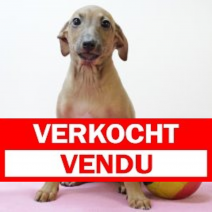 Italiaanse Windhond 260325 F(BE3589) 280525.verkocht