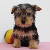 Yorkshire Terrier 180325 F(BE6750) 300525.jpg