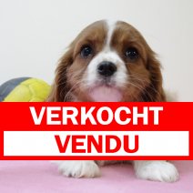 Cavalier King Charles 250325 F(BE4327) 280525 verkocht - vendu.jpg