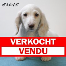 Teckel 010225 F(HU1145) 210525.verkocht.png