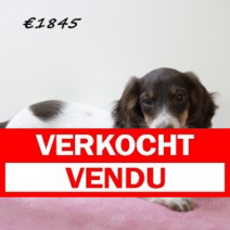 Teckel 010225 F(HU1146) 210525.verkocht.png