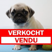 Mopshond 030325 M(BE1806) 070525.verkocht.png