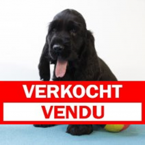 engelse cocker M(BE4066) 210525.verkocht.png