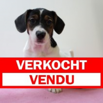 Jack Russel F 160225 (BE3173) 020525.verkocht.png