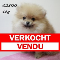 pomeriaan F 020225(HU1198) 210525.verkocht..png