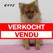 keeshond 040125 F  (HU9675) 260525 verkocht - vendu.jpg