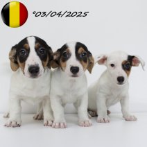 Jack Russell pups (BE nestje).jpg