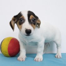 Jack Russell 030425 M(BE6788) 010625.jpg