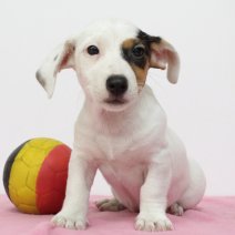 Jack Russell 030425 F(BE6657) 010625.jpg