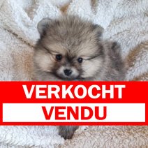 Dwergkees (HU) Beschikbaar begin juli 2025 (pup6) verkocht - vendu.jpg