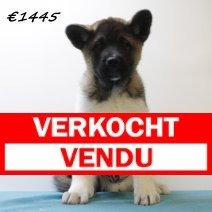 american akita 030225 M (HU1137) 210525..jpg verkocht - vendu