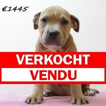 American staffordshire terrier F 300125 (HU1217) 210525 verkocht - vendu.jpg