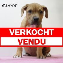 American staffordshire terrier F 300125 (HU1218) 210525 verkocht - vendu.jpg