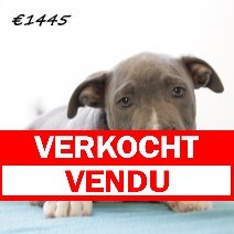 American staffordshire terrier M 300125 (HU1192) 210525 verkocht - vendu.jpg