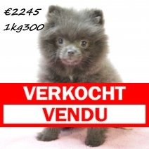 pomeriaan F 020225(HU1199) 210525..jpg verkocht - vendu (2).JPG