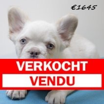 franse bulldog fluffy 010225 M (HU1161)210525..jpg verkocht - vendu 