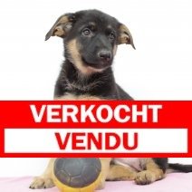 duitse herder M 200325 (BE2955) 270525.JPG verkocht - vendu