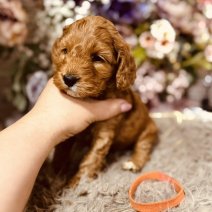 Cockapoo pups 3-5 (HU) Beschikbaar 010825 (pup 8).jpg