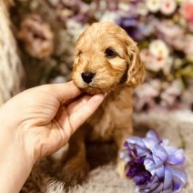 Cockapoo pups 3-5 (HU) Beschikbaar 010825 (pup 7).jpg