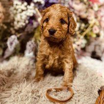 Cockapoo pups 3-5 (HU) Beschikbaar 010825 (pup 6).jpg