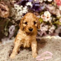 Cockapoo pups 3-5 (HU) Beschikbaar 010825 (pup 5).jpg