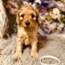 Cockapoo pups 3-5 (HU) Beschikbaar 010825 (pup 4).jpg