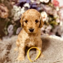 Cockapoo pups 3-5 (HU) Beschikbaar 010825 (pup 3).jpg