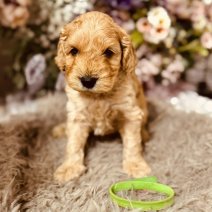 Cockapoo pups 3-5 (HU) Beschikbaar 010825 (pup 2).jpg