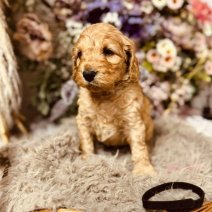 Cockapoo pups 3-5 (HU) Beschikbaar 010825 (pup 1).jpg