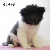 american akita 030225 F (HU1139) 210525..jpg