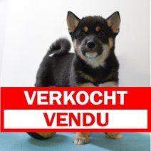 Shiba inu 190325 M (BE6580) 160525 Verkocht - Vendu.jpg