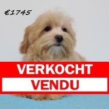 maltipoo 131224 M  (SK4381) Verkocht.jpg