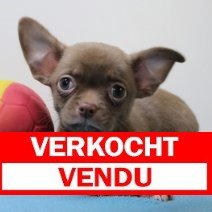 chihuahua 250225(BE4713) verkocht.jpg