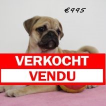 mops 260125(BE4512) Verkocht.jpg