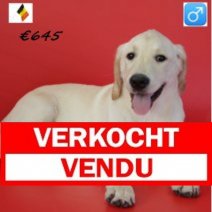 labrador M 130125(BE3815) 130525 Verkocht - Vendu.jpg