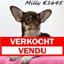Chihuahua Milly 040125 F(HU1127) 020625 Verkocht - Vendu.jpg