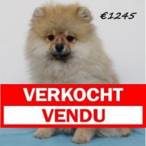 keeshond 021224 M (HU2432) 260525 Verkocht - Vendu.jpg