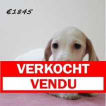 Teckel 010225 F(HU1147) 210525 Verkocht - Vendu.jpg