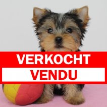 Yorkshire Terrier 180325 F(BE6569) 300525 verkocht - vendu.jpg