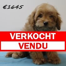 Cavapoo 251224 M (SK6711) 150425 verkocht - vendu.jpg