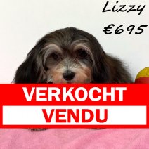 Havanezer Lizzy 031224 F(BE4210) 020625 verkocht - vendu.jpg