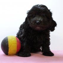Cavapoo 290325 F(BE4090) 040625.jpg