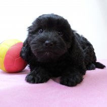 Cavapoo 290325 F(BE5330) 040625.jpg