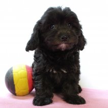 Cavapoo 290325 F(BE4976) 040625.jpg