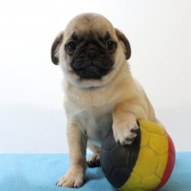 Mops 020425 M(BE4068) 040625.jpg