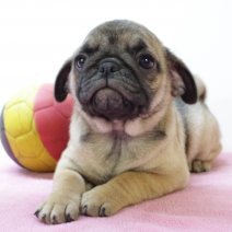 Mops 020425 F(BE4011) 040625.jpg
