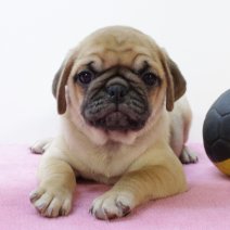 Mops 020425 F(BE3389) 040625.jpg