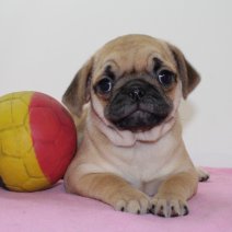 Mops 020425 F(BE4567) 040625.jpg